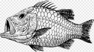 Рисование животных Кот, Кот, морепродукты, животные, позвоночные png