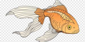 Книжка-раскраска Koi Tropical fish Морская рыба, peces, ребенок, морепродукты, позвоночный png