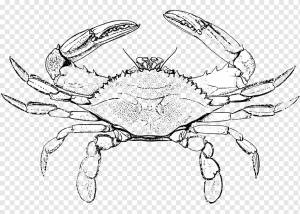 Чесапикский синий краб Lobster Drawing, краб, ракообразные, животные, морепродукты png