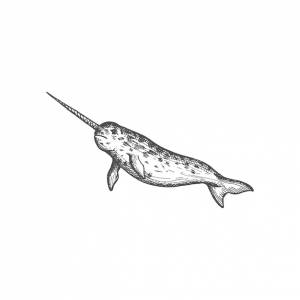 Нарвал  нарвал-кит изолировали большую икону рыбы