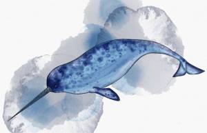 нарвал кит art