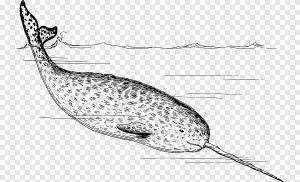 Нарвал Морж Арктический бивень, вода, белый, животные png