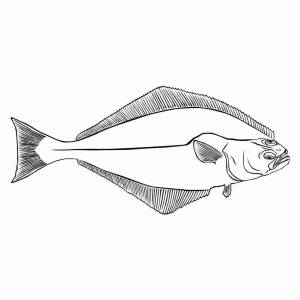 Камбала раскраска