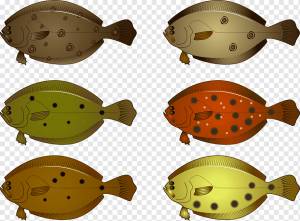 Реалистичная камбала, png