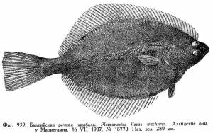 Platichthys flesus