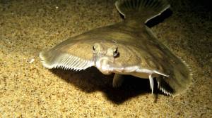 КАМБАЛА ᐈ Фото и описание ✓