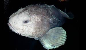 Рыба капля, фото, описание, как выглядит, ареал обитания, питание, враги