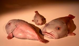 Рыба капля, фото, описание, как выглядит, ареал обитания, питание, враги