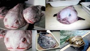 Рыба капля, описание и образ жизни