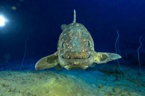 Выдающиеся рыбы