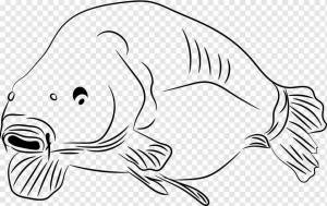 Раскраски Рыба капля