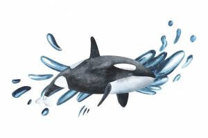 Красивая косатка в океане изолированный фон акварель всплеск капли пятно краска ручной рисунок