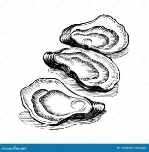 устрицы иллюстрация штока