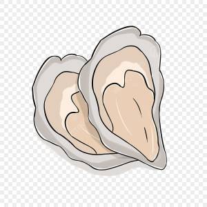 Мультяшный минималистичный устрица клипарт PNG , Oyster Clipart, устрица, клипарт PNG картинки и пнг PSD рисунок для й загрузки
