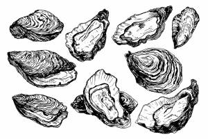 Устрицы азовского моря