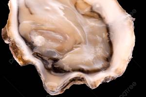 свежая устрица изолированное море PNG , крупным планом, перекус, устрица PNG рисунок для й загрузки