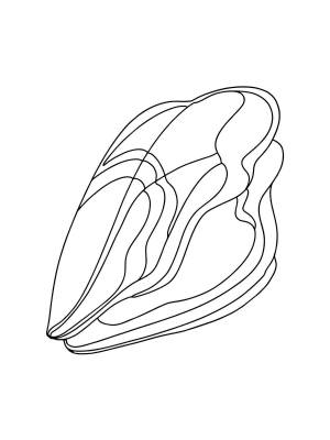 Раскраски Устрица