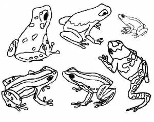 Раскраски Раскраска Лягушки