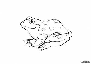 Раскраска Пятнистый лягушонок
