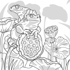 Раскраска Две лягушки