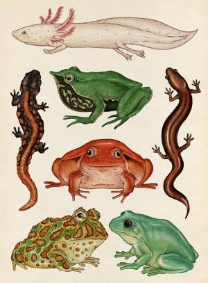 Земноводные рисунок
