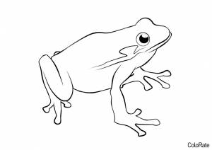 Раскраска Простой лягушонок