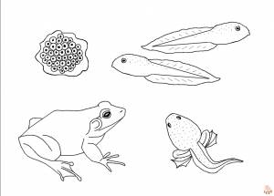 Раскраски жизненного цикла лягушки