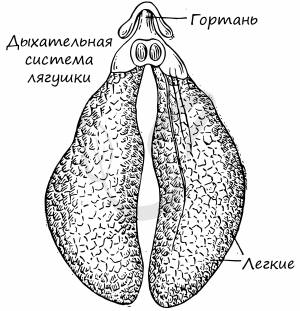 Класс земноводные, подготовка к ЕГЭ по биологии