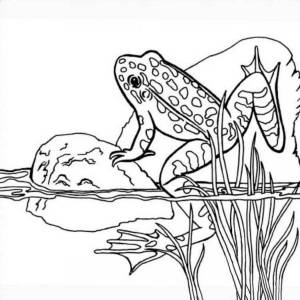 Раскраски Земноводные