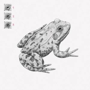 Как нарисовать лягушку простым карандашом