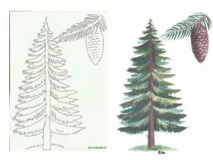 Ель рисунок