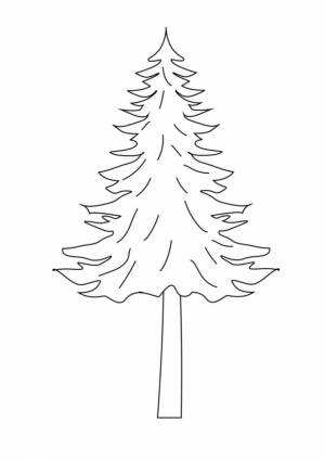 Раскраска Ель