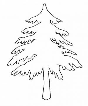 Раскраска Ель