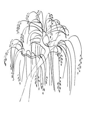 Раскраски Ива