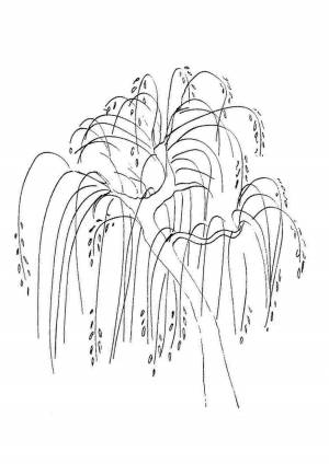 Раскраска ива