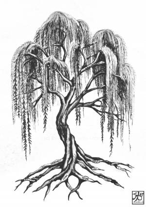 Ива дерево рисунок