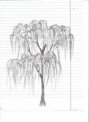 Плакучая Ива скетч