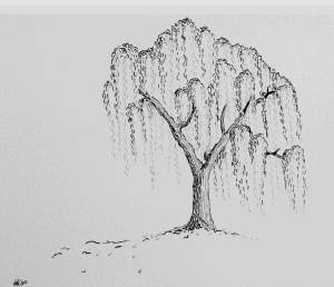 Плакучая Ива скетч