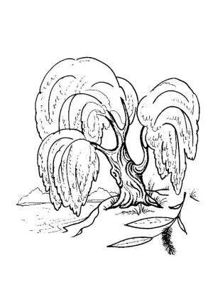 Раскраски Ива