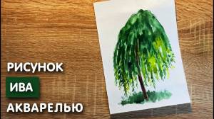 Как нарисовать иву карандашом и акварелью начинающим