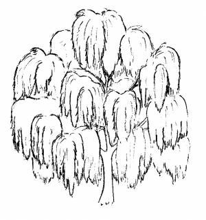 Раскраска ива  и