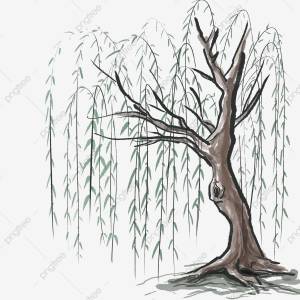 Ива рисунок карандашом