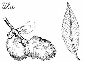 Раскраска Ива