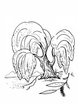 Раскраска Ива   в формате