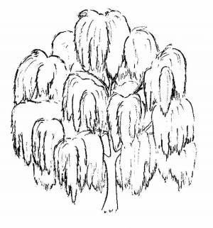 Раскраски Ива