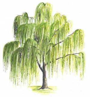 DataLife Engine > Версия для печати > Ива детский рисунок