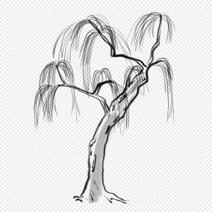 Ива дерево рисунок