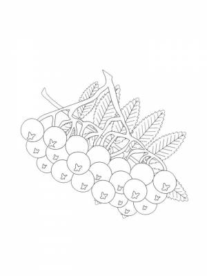 Раскраска Ветка рябины   в формате