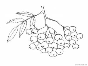 Ветка рябины из пластна своими руками