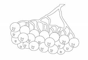Раскраска ветка рябины